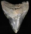 Bargain, Fossil Megalodon Tooth #56838-1